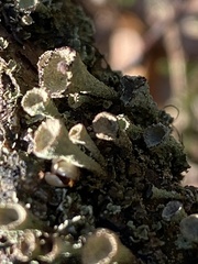 Cladonia grayi