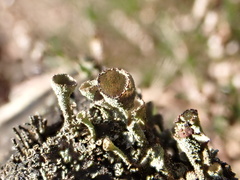 Cladonia grayi