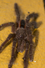 Avicularia