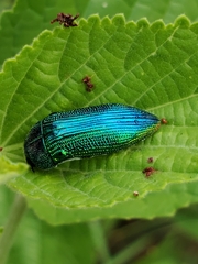 Acmaeodera viridaenea