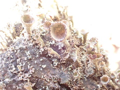 Cladonia grayi