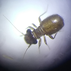 Lepinotus reticulatus