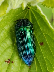 Acmaeodera viridaenea