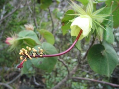 Pavonia luetzelburgii