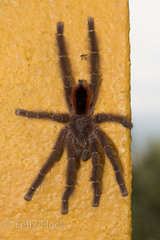 Avicularia