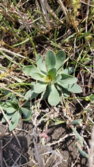Limonium ramosissimum
