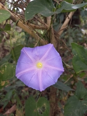 Ipomoea mitchelliae