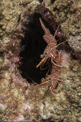 Rhynchocinetes durbanensis