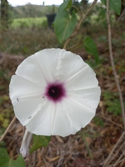 Ipomoea squamosa