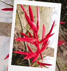 Tillandsia gymnobotrya