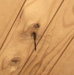 Rhionaeschna diffinis