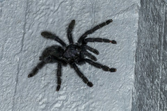 Avicularia purpurea