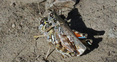 Melanoplus gladstoni