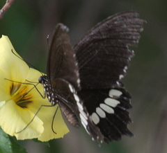 Papilio polytes