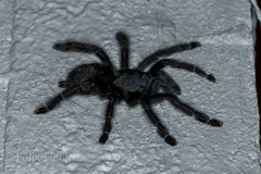 Avicularia purpurea