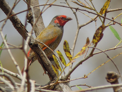 Orange-Winged Pytilia photo 2