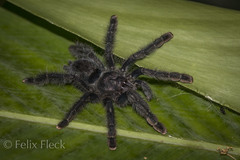 Avicularia purpurea
