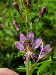 Cleome elegantissima