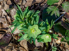 Helleborus dumetorum