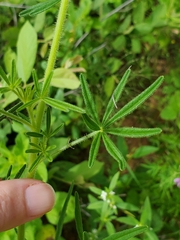 Cleome elegantissima