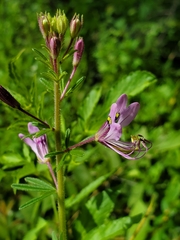 Cleome elegantissima