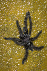 Avicularia purpurea