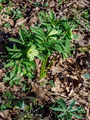 Helleborus dumetorum
