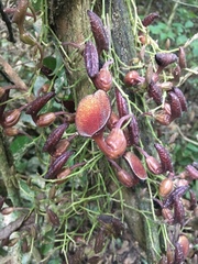 Aristolochia maxima
