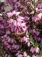 Apis mellifera