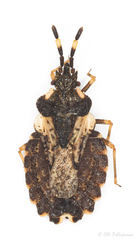 Aradus versicolor