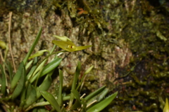 Barbosella prorepens