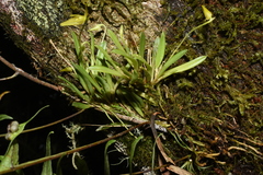 Barbosella prorepens