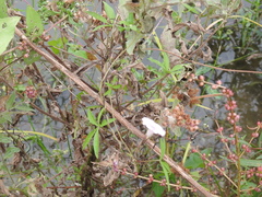 Ipomoea heptaphylla