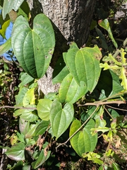 Dioscorea alata