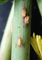 Miyagia pseudosphaeria