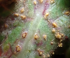 Miyagia pseudosphaeria