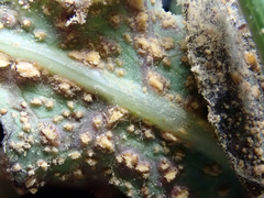 Miyagia pseudosphaeria