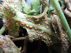 Miyagia pseudosphaeria