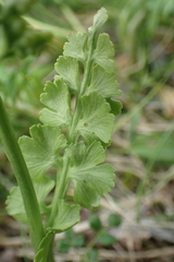 Botrychium boreale