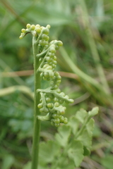 Botrychium boreale