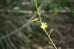 Trichocentrum yucatanense