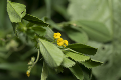 Medicago rugosa