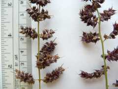 Echinochloa muricata microstachya