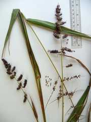 Echinochloa muricata microstachya
