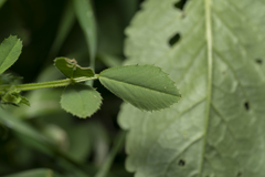 Medicago rugosa