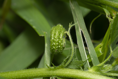 Image of Medicago rugosa by (c) Eleftherios Katsillis, some rights reserved (CC BY)