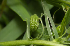 Medicago rugosa