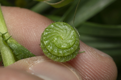 Medicago rugosa