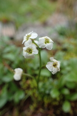 Cardamine microphylla