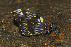 Catasticta ctemene actinotis